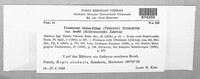 Uromyces viciae-fabae image